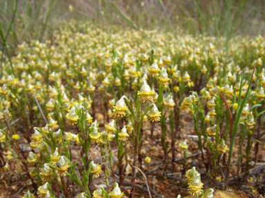 APII jpeg image of Gilberta tenuifolia  © contact APII