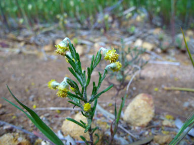 APII jpeg image of Gilberta tenuifolia  © contact APII