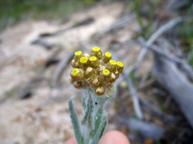 APII jpeg image of Pseudognaphalium luteoalbum  © contact APII