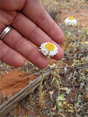 APII jpeg image of Polycalymma stuartii  © contact APII