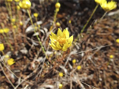 APII jpeg image of Rhodanthe diffusa subsp. diffusa  © contact APII