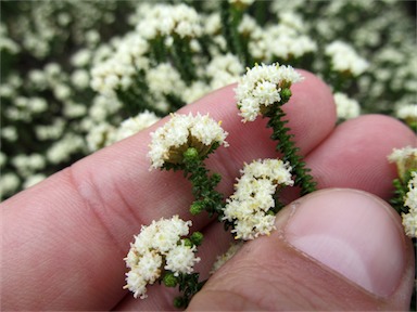 APII jpeg image of Ozothamnus reflexifolius  © contact APII