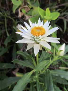 APII jpeg image of Xerochrysum papillosum  © contact APII