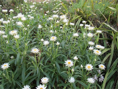 APII jpeg image of Xerochrysum papillosum  © contact APII