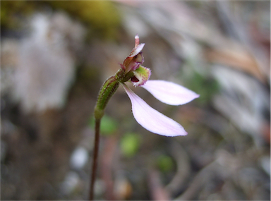 APII jpeg image of Eriochilus cucullatus  © contact APII