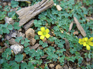 APII jpeg image of Oxalis exilis  © contact APII