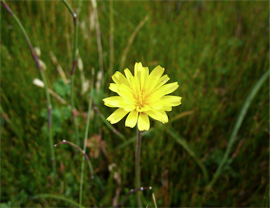 APII jpeg image of Microseris lanceolata  © contact APII