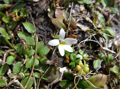 APII jpeg image of Isotoma fluviatilis subsp. australis  © contact APII