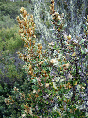 APII jpeg image of Olearia tasmanica  © contact APII