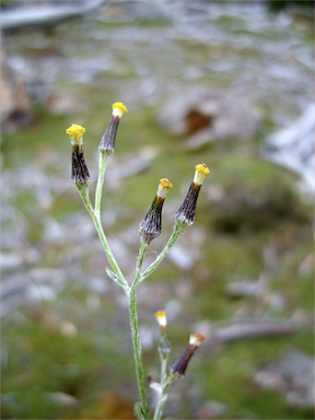 APII jpeg image of Senecio gunnii  © contact APII