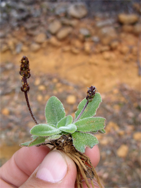 APII jpeg image of Plantago tasmanica var. archeri  © contact APII