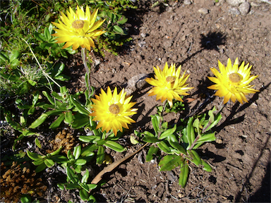 APII jpeg image of Xerochrysum subundulatum  © contact APII