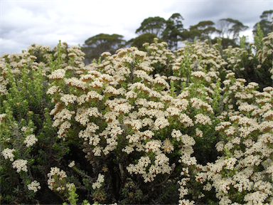 APII jpeg image of Ozothamnus ledifolius  © contact APII