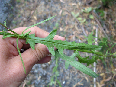 APII jpeg image of Senecio prenanthoides  © contact APII