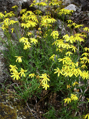 APII jpeg image of Senecio pinnatifolius var. pinnatifolius  © contact APII