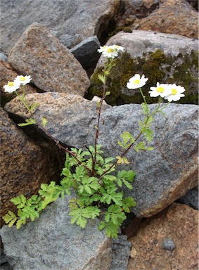 APII jpeg image of Tanacetum parthenium  © contact APII