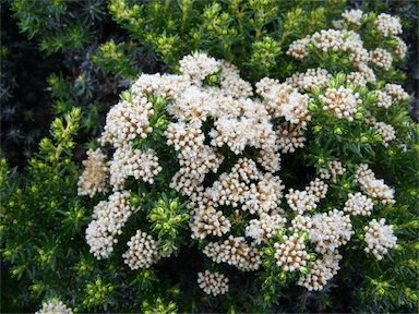 APII jpeg image of Ozothamnus ledifolius  © contact APII