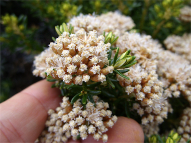 APII jpeg image of Ozothamnus ledifolius  © contact APII