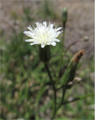 APII jpeg image of Hypochaeris albiflora  © contact APII