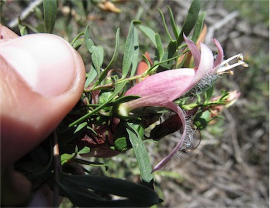 APII jpeg image of Eremophila maculata subsp. maculata  © contact APII