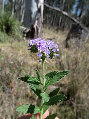 APII jpeg image of Heliotropium amplexicaule  © contact APII