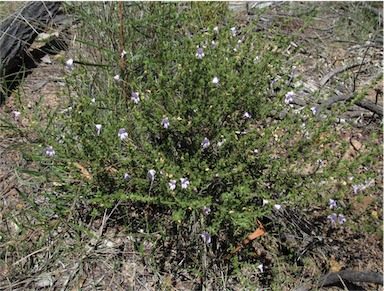 APII jpeg image of Prostanthera cryptandroides subsp. euphrasioides  © contact APII