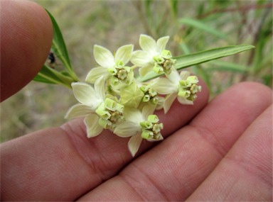 APII jpeg image of Gomphocarpus fruticosus  © contact APII