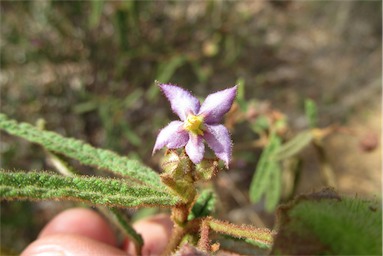 APII jpeg image of Seringia hookeriana  © contact APII