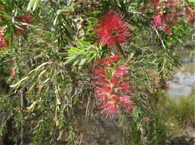 APII jpeg image of Melaleuca viminalis  © contact APII