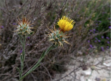 APII jpeg image of Centaurea melitensis  © contact APII