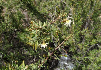 APII jpeg image of Scaevola spinescens  © contact APII