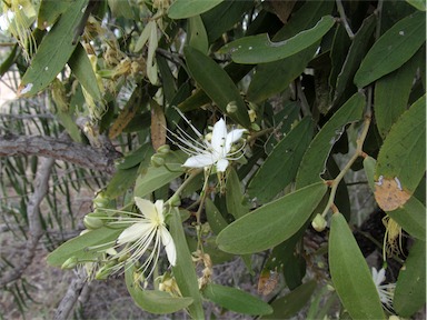 APII jpeg image of Capparis lasiantha  © contact APII