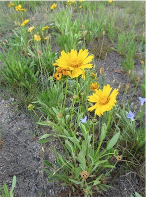 APII jpeg image of Coreopsis lanceolata  © contact APII