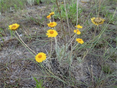 APII jpeg image of Leucochrysum albicans var. albicans  © contact APII