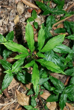 APII jpeg image of Amorphophallus galbra  © contact APII