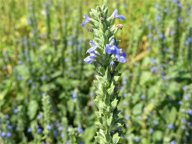 APII jpeg image of Salvia hispanica  © contact APII