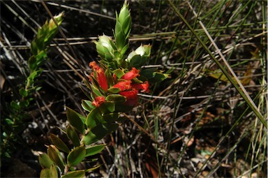 APII jpeg image of Leucopogon ruscifolius  © contact APII