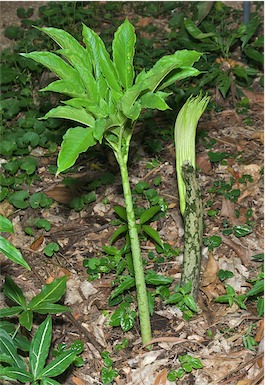 APII jpeg image of Amorphophallus galbra  © contact APII