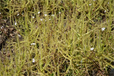 APII jpeg image of Drosera indica  © contact APII