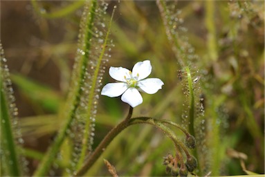 APII jpeg image of Drosera indica  © contact APII