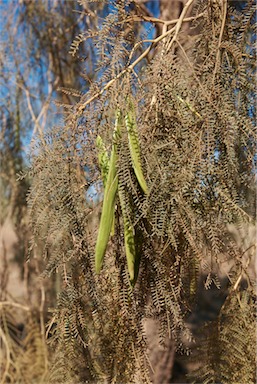 APII jpeg image of Vachellia sutherlandii  © contact APII