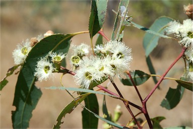 APII jpeg image of Eucalyptus tetrodonta  © contact APII