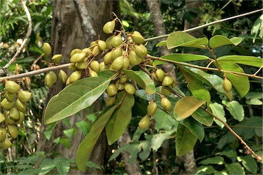 APII jpeg image of Connarus conchocarpus subsp. conchocarpus  © contact APII