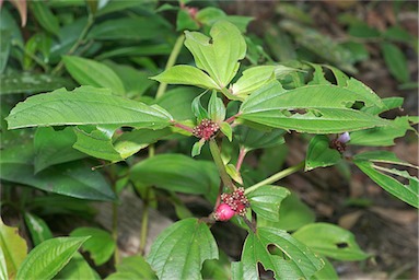 APII jpeg image of Tristemma mauritianum var. mauritianum  © contact APII