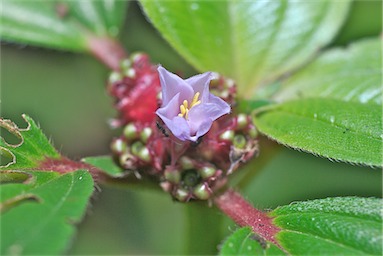 APII jpeg image of Tristemma mauritianum var. mauritianum  © contact APII