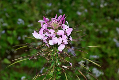 APII jpeg image of Cleome hassleriana  © contact APII