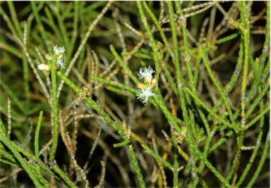 APII jpeg image of Melaleuca foliolosa  © contact APII