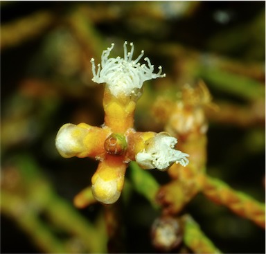 APII jpeg image of Melaleuca foliolosa  © contact APII