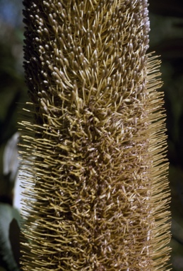 APII jpeg image of Banksia conferta var. conferta  © contact APII