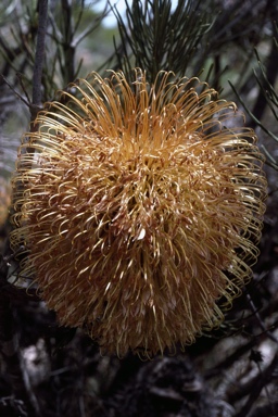 APII jpeg image of Banksia leptophylla var. leptophylla  © contact APII